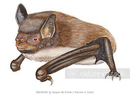 Attēlu rezultāti vaicājumam “Myotis daubentonii”