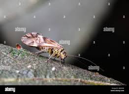 Attēlu rezultāti vaicājumam “Metylophorus nebulosus”