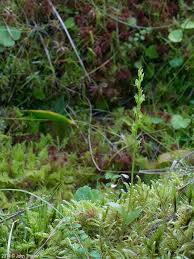 Attēlu rezultāti vaicājumam “Hammarbya paludosa leaf”