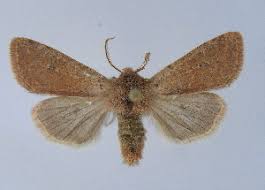 Attēlu rezultāti vaicājumam “Orthosia sp.”