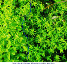 Attēlu rezultāti vaicājumam “Encalypta streptocarpa”