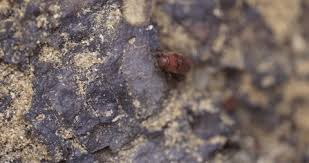 Attēlu rezultāti vaicājumam “Triplax russica”