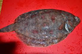 Image result for Microstomus kitt