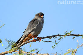 Image result for Falco amurensis