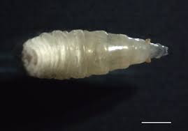 Attēlu rezultāti vaicājumam “Phronia sp. larva”