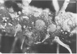 Attēlu rezultāti vaicājumam “Biatoropsis usnearum”