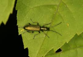 Attēlu rezultāti vaicājumam “Chrysanthia geniculata”
