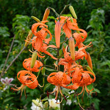 Attēlu rezultāti vaicājumam “Lilium lancifolium”