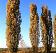 Attēlu rezultāti vaicājumam “Populus nigra”