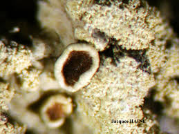 Attēlu rezultāti vaicājumam “Parmeliopsis ambigua”