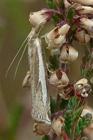 Attēlu rezultāti vaicājumam “Crambus hamella”