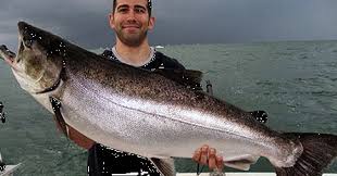 Image result for Oncorhynchus kisutch