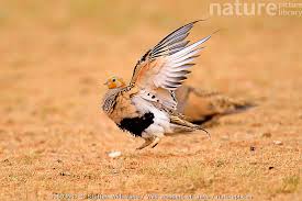 Image result for Syrrhaptes paradoxus