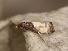 Attēlu rezultāti vaicājumam “Notocelia cynosbatella”