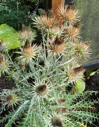 Image result for Ptilostemon afer