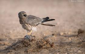 Attēlu rezultāti vaicājumam “Circus pygargus”