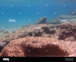 Image result for Diplodus capensis