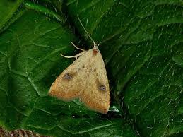 Attēlu rezultāti vaicājumam “Rivula sericealis”