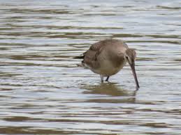 Image result for Limosa haemastica