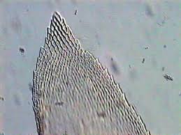 Attēlu rezultāti vaicājumam “Isothecium myosuroides”