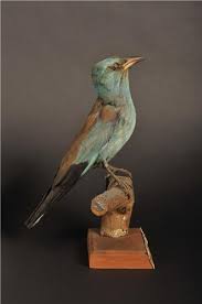 Attēlu rezultāti vaicājumam “Coracias garrulus adult”