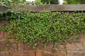 Attēlu rezultāti vaicājumam “Cymbalaria muralis”