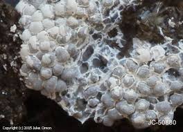 Attēlu rezultāti vaicājumam “Diderma cingulatum”