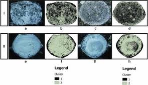 Attēlu rezultāti vaicājumam “Cystocoleus ebeneus”