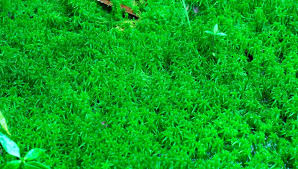 Attēlu rezultāti vaicājumam “Sphagnum”