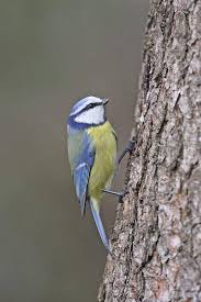 Image result for Cyanistes caeruleus