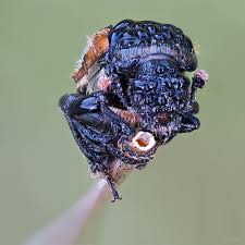 Attēlu rezultāti vaicājumam “Nicrophorus vespillo”