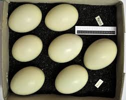 Attēlu rezultāti vaicājumam “Anas platyrhynchos eggs”