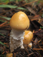 Attēlu rezultāti vaicājumam “Trichia ambigua macro”