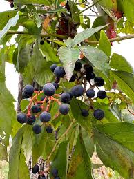 Attēlu rezultāti vaicājumam “Parthenocissus quinquefolia fruit”