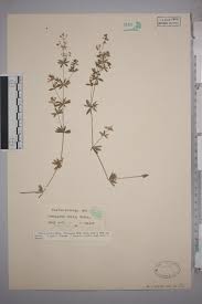 Attēlu rezultāti vaicājumam “Galium album”