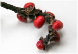 Attēlu rezultāti vaicājumam “Magnolia kobus fruit”