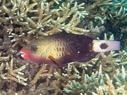 Image result for Chlorurus sordidus