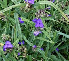 Attēlu rezultāti vaicājumam “Tradescantia virginiana flower”