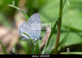 Attēlu rezultāti vaicājumam “Cupido minimus female”