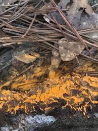 Attēlu rezultāti vaicājumam “Chrysothrix candelaris”