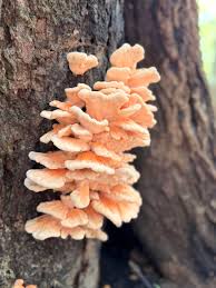 Attēlu rezultāti vaicājumam “Laetiporus sulphureus”