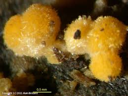 Attēlu rezultāti vaicājumam “Bactridium flavum”