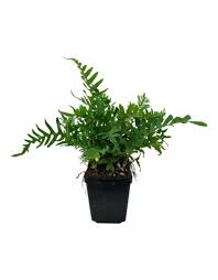 Attēlu rezultāti vaicājumam “Polypodium vulgare”