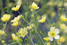 Attēlu rezultāti vaicājumam “Ranunculus acris”