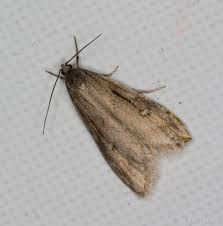 Attēlu rezultāti vaicājumam “Semioscopis oculella”