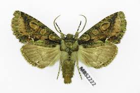 Attēlu rezultāti vaicājumam “Allophyes oxyacanthae”