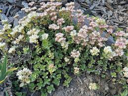 Attēlu rezultāti vaicājumam “Phedimus spurius leaf”