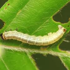 Attēlu rezultāti vaicājumam “Operophtera”