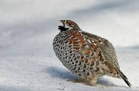 Attēlu rezultāti vaicājumam “Tetrastes bonasia”