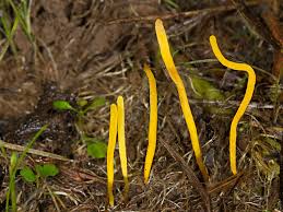 Attēlu rezultāti vaicājumam “Clavulinopsis helvola”